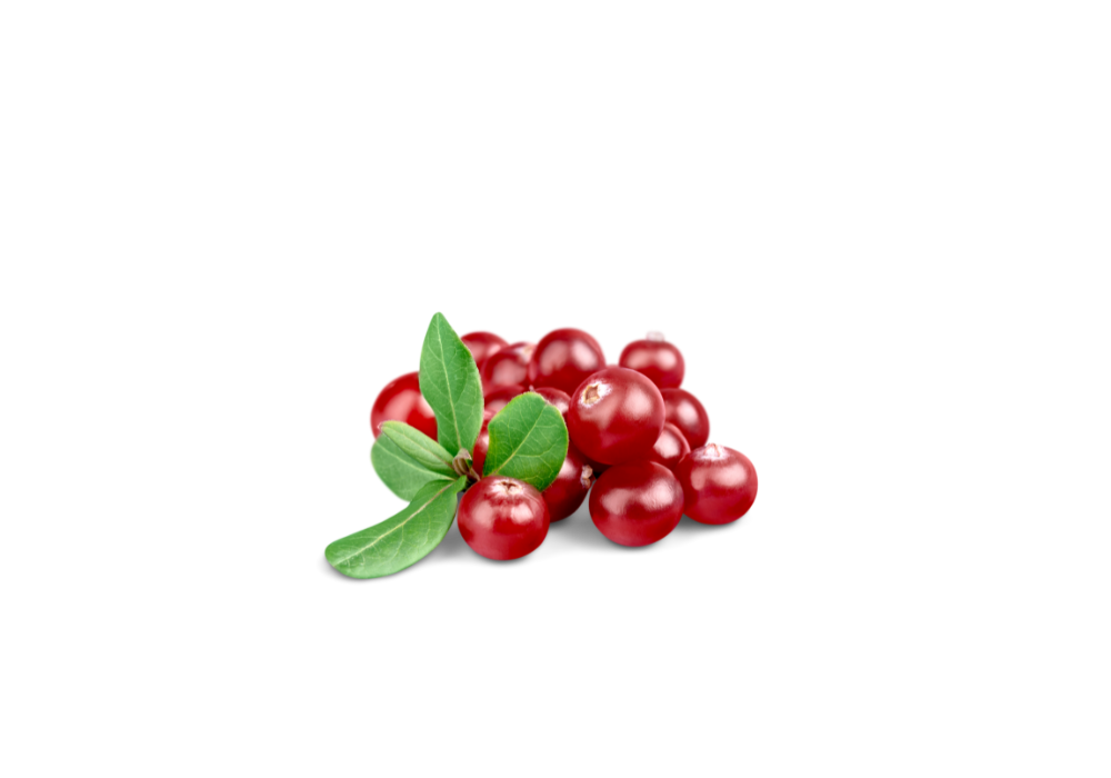 canneberge